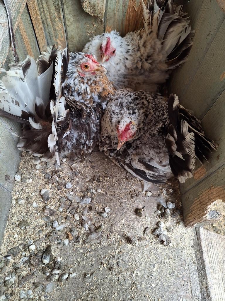 Serama broedeieren, Geslacht onbekend, Kip