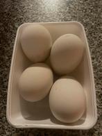 Ganzen eieren 1€ perstuk, Ophalen