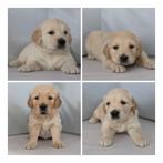 Golden retriever pups, Dieren en Toebehoren, Honden | Retrievers, Spaniëls en Waterhonden, Golden retriever, Reu, 8 tot 15 weken