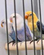 Agapornis fischeri opaline (tam), Meerdere dieren, Dwergpapegaai of Agapornis, Geringd