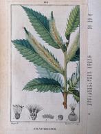 Antieke franse stippelgravure Châtaignier - Kastanjeboom, Ophalen of Verzenden