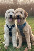 Goldendoodle x labradoodle puppy’s, Dieren en Toebehoren, België, Fokker | Hobbymatig, 8 tot 15 weken, Parvo