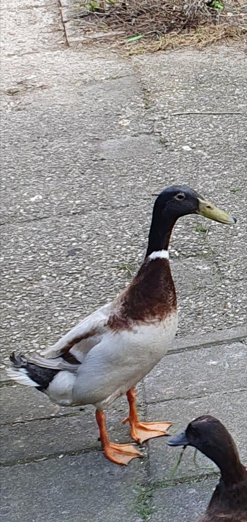 Indische loopeend, Dieren en Toebehoren, Pluimvee, Mannelijk, Eend