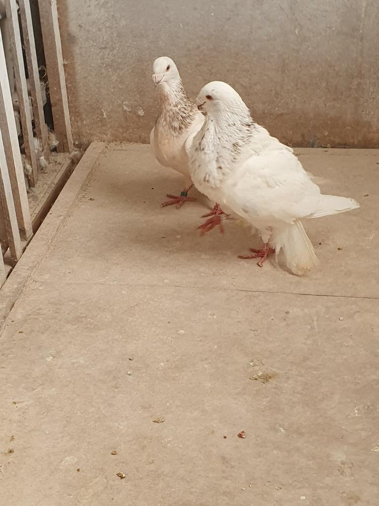 Gorguero koppel, Dieren en Toebehoren, Vogels | Duiven, Meerdere dieren, Kropper