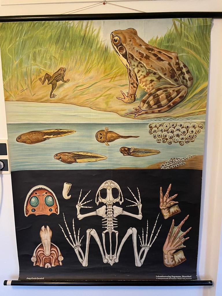 Schoolplaat Bruine Kikker - Jung-Koch-Quentell, Antiek en Kunst, Antiek | Schoolplaten, Ophalen of Verzenden, Natuur en Biologie