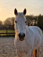 Verzorgster gezocht, Dieren en Toebehoren