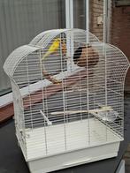 Kooi inclusief parkiet, Dieren en Toebehoren, Ophalen of Verzenden, Zo goed als nieuw, Metaal, Vogelkooi