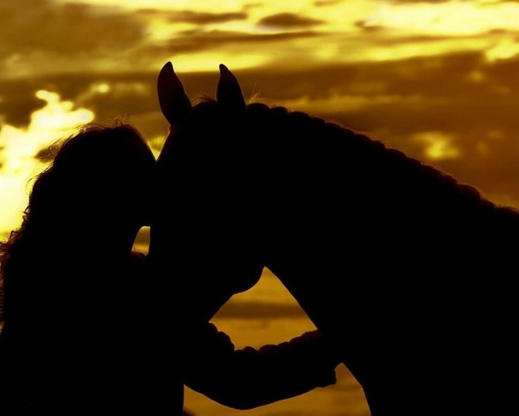 Verzorger/bijrijder zoekt betrouwbaar paard