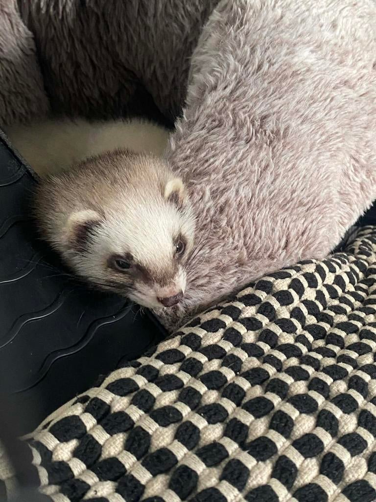 Two lovely ferrets, Augustus, Meerdere dieren