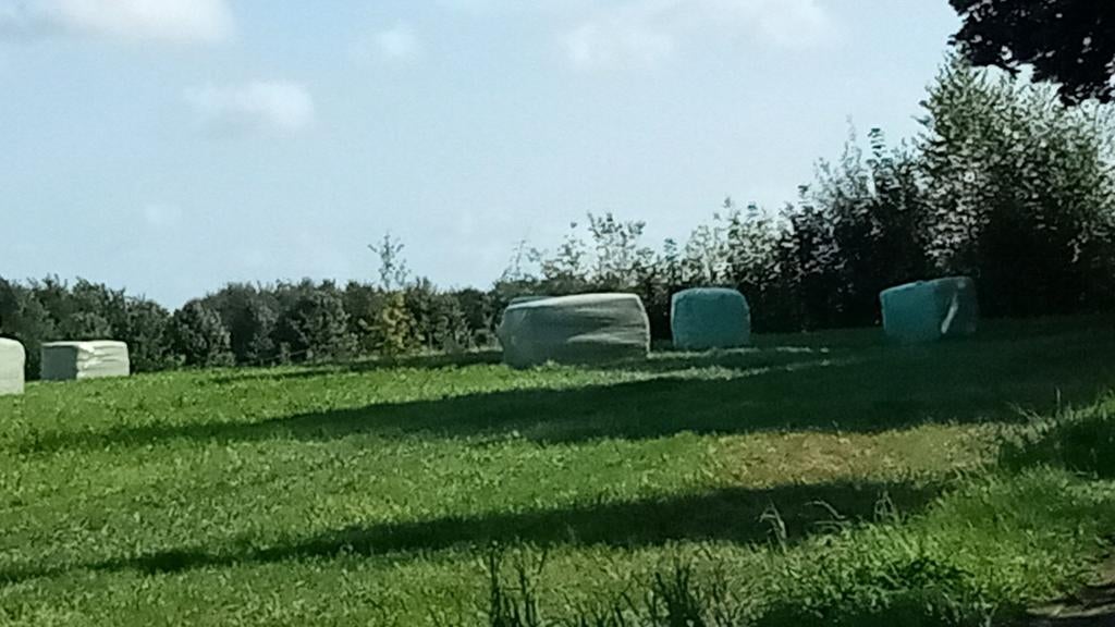 weide of grasland gezocht, Dieren en Toebehoren, Weidegang, 1 paard of pony