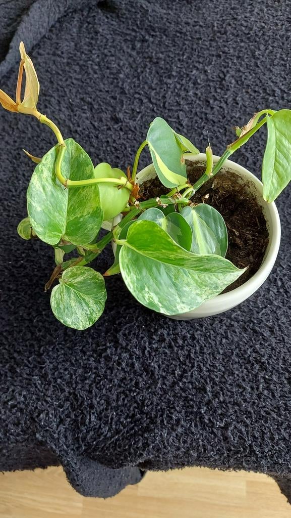 Philodendron Hederaceum/Scandens Brasil, Huis en Inrichting, Kamerplanten, Ophalen, Halfschaduw, Minder dan 100 cm