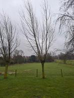 Wilgentakken, Ophalen of Verzenden, Volle zon, Overige soorten, Minder dan 100 cm