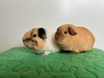 Duo cavia beren ter adoptie - Rodent Rescue, Dieren en Toebehoren, Knaagdieren, Cavia, Mannelijk, November, Tam