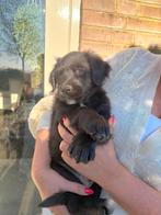 Laatste pup, Golden kruising in huis opgegroeid, Golden retriever, 8 tot 15 weken, Meerdere, Meerdere dieren