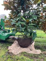 Querqus ilex / Magnolia Grandiflora, Ophalen, Bloeit niet, Halfschaduw, Overige soorten