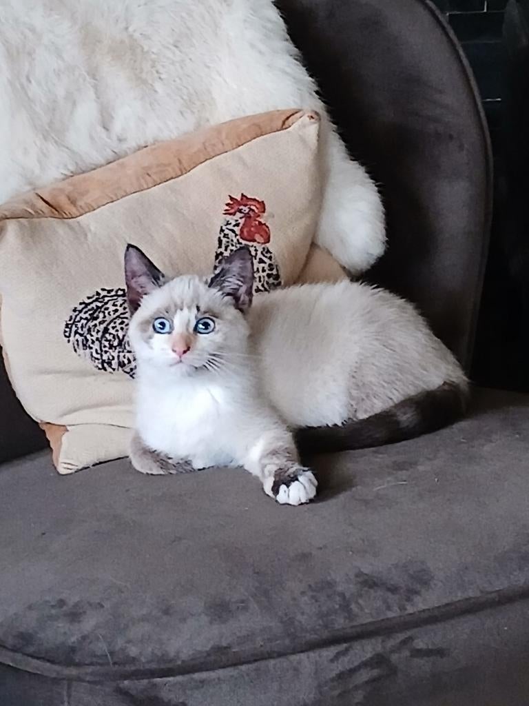 Mooie kittens  kruising siamees ragdoll !, Meerdere dieren, Ontwormd