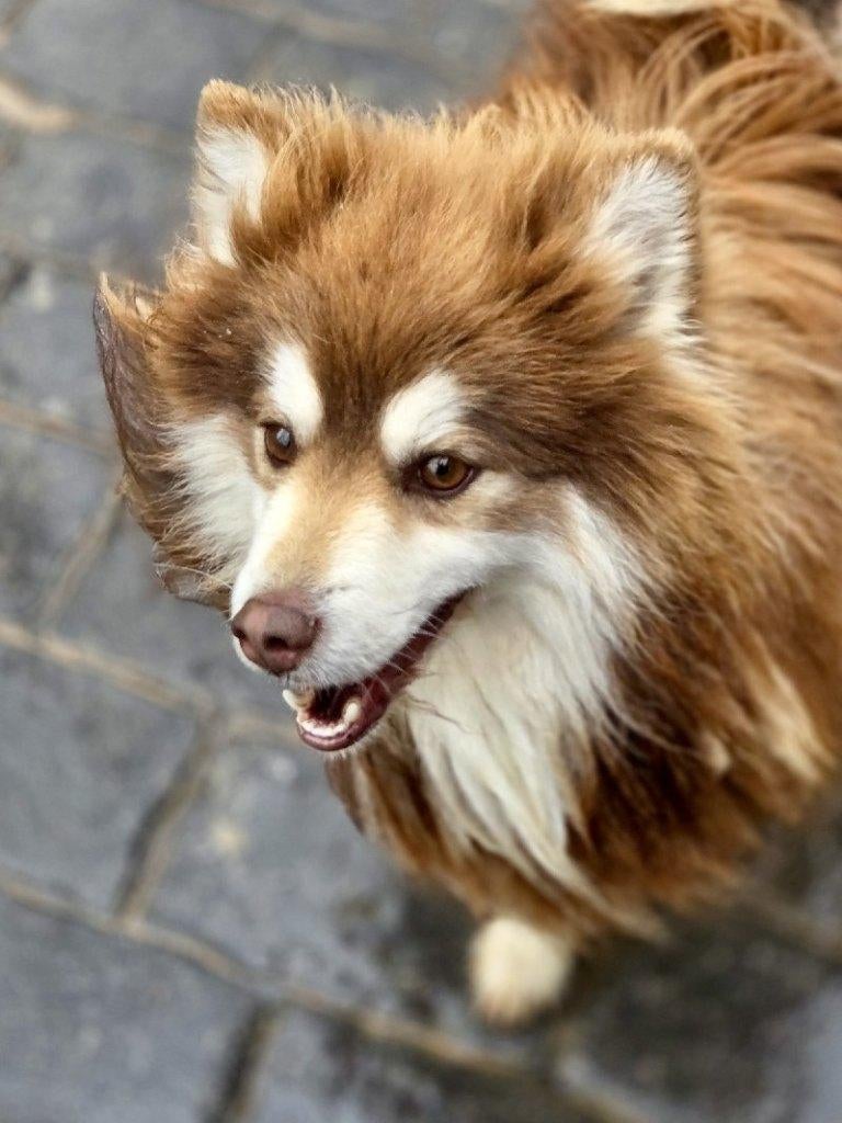 ACE: Jorik een vriendelijke, sociale vriend voor het leven, Buitenland, Parvo, Eén hond, Fokker | Professioneel