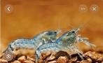 Blauwe mini kreeftjes, Dieren en Toebehoren, Vis