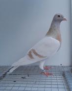 Postduif kleurpostduif kleurpostduiven, Dieren en Toebehoren, Vrouwelijk, Postduif