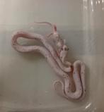 Rattenslang/korenslang nk 25 man, Dieren en Toebehoren, Reptielen en Amfibieën, Slang, Tam, 0 tot 2 jaar