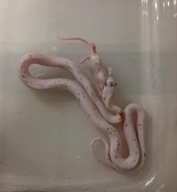 Rattenslang nk 25 man Rat Snake - male for sale from Jacco