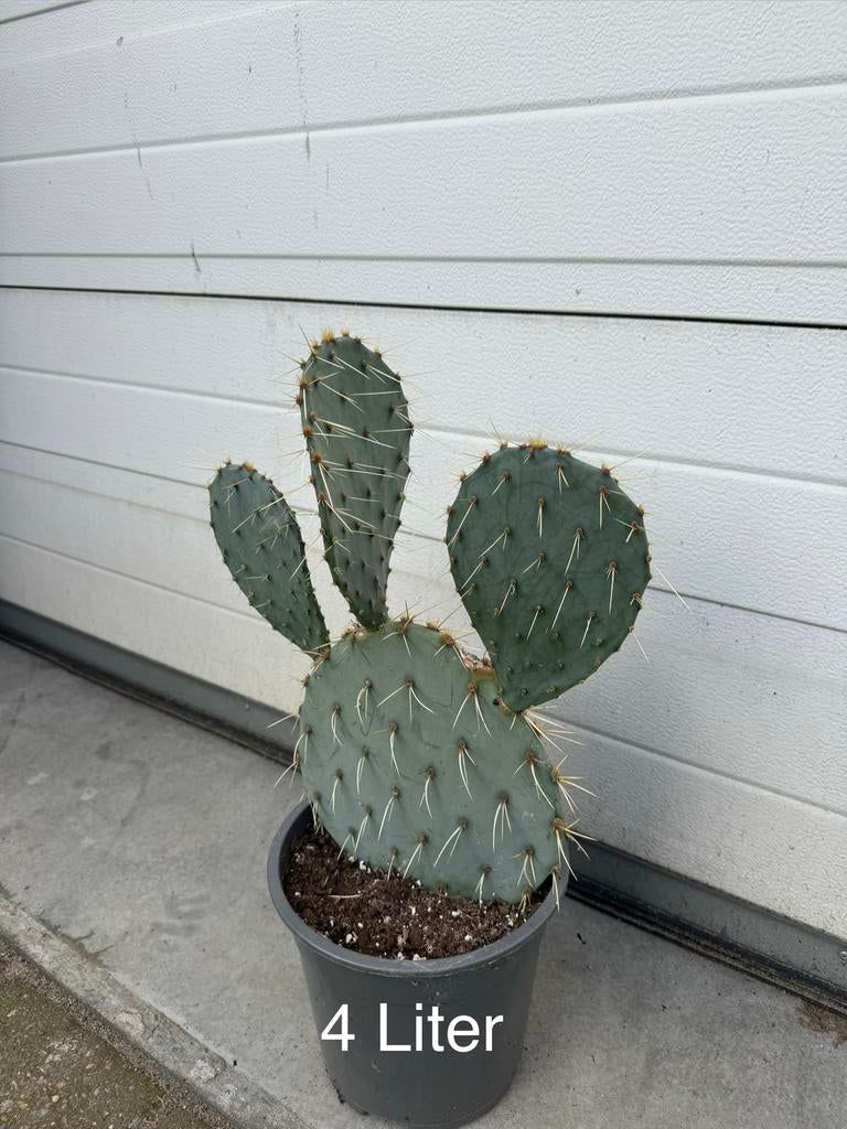 Opuntia Engelmanii - Prachtige winterharde schijfcactus, Overige soorten, Volle zon, Vaste plant, Ophalen of Verzenden