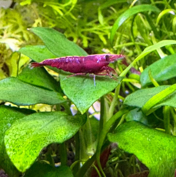 Vuurgarnalen - neocaridina red high grade, Kreeft, Krab of Garnaal