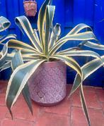 Grote bonte Agave in bloempot, Overige soorten, Volle zon, Vaste plant, Ophalen of Verzenden