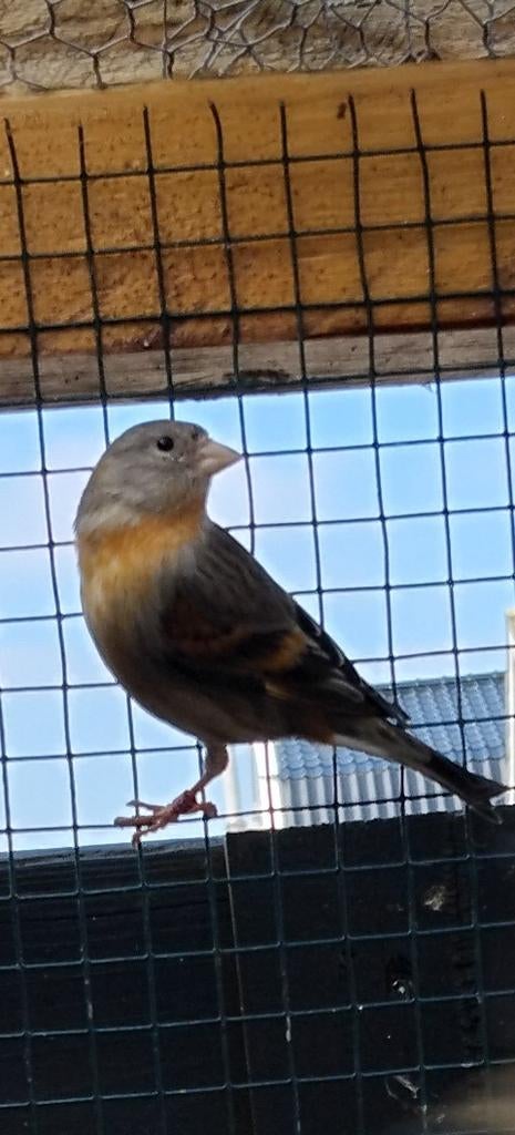 Bastaard kapoetsensijs, Dieren en Toebehoren, Meerdere dieren