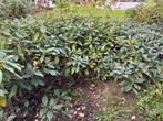 Skimmia (Skimmia japonica), Tuin en Terras, Ophalen, Vaste plant, Overige soorten, Halfschaduw