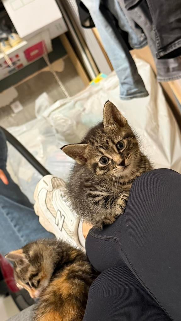 Cute kittens are looking for a caring house, Kater