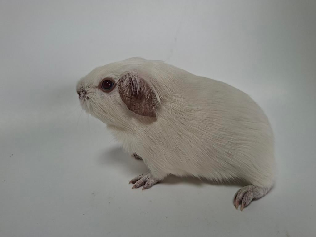 Gladhaar cavia, wit californian choco, Dieren en Toebehoren, Knaagdieren, Mannelijk, Tam, Maart, Cavia