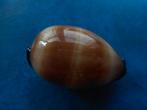Schelpen: Cypraea talpa L. f++ 59mm, Ophalen of Verzenden, Schelp(en)