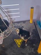 Chabo kuikens beschikbaar, mini kriel., Dieren en Toebehoren, Geslacht onbekend