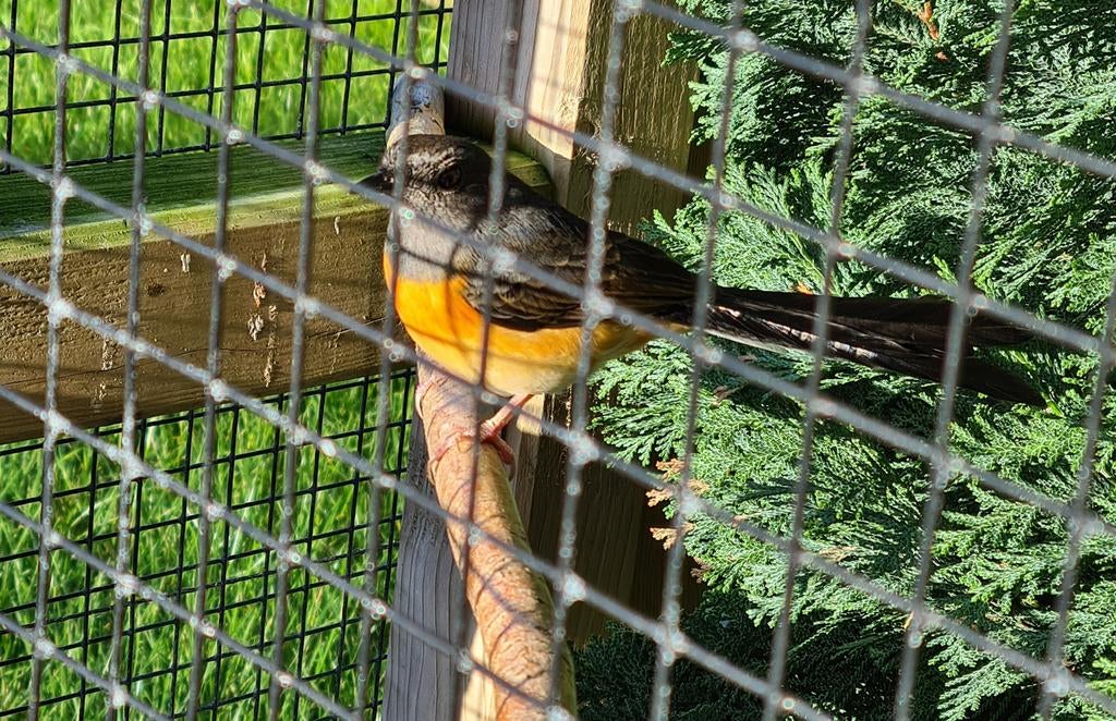 Schamalijster pop gezocht, Dieren en Toebehoren, Vogels | Overige Vogels, Meerdere dieren