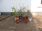 BERBERIS, Vaste plant, Halfschaduw, Lente, Ophalen