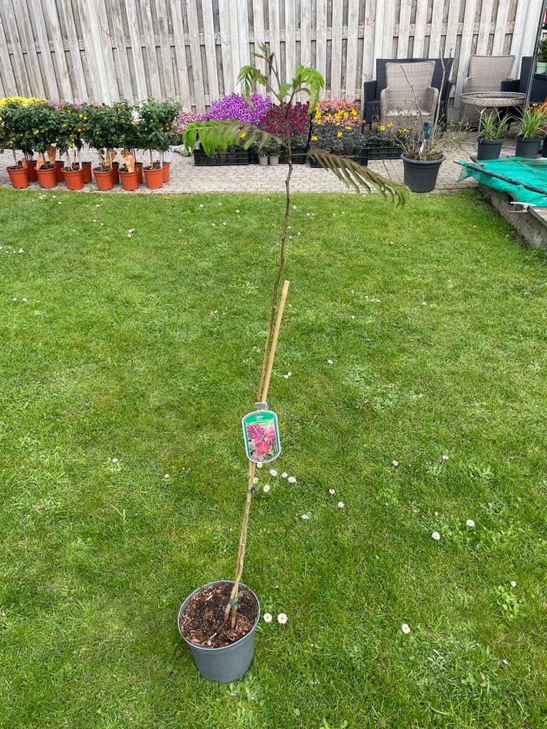 Albizia 'Summer Chocolate' - Perzische Slaapboom, Tuin en Terras, Overige soorten, Volle zon, Vaste plant, Ophalen of Verzenden