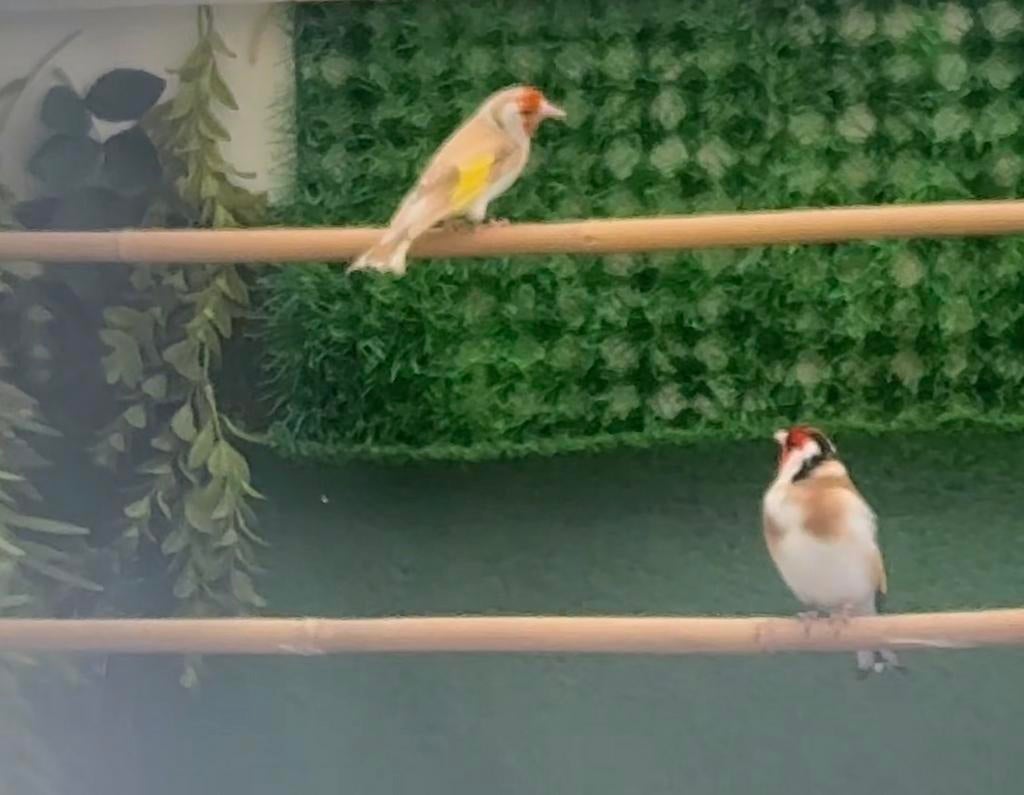 Majoor putter van buiten volière, Dieren en Toebehoren, Meerdere dieren