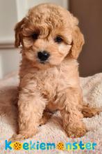 ❤️❤️Lieve en sociale mini labradoodle pups ❤️❤️ mini doodle, Dieren en Toebehoren, Parvo, Overige rassen, 8 tot 15 weken, Meerdere