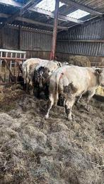 4 dikbil pinken, Vrouwelijk, 0 tot 2 jaar