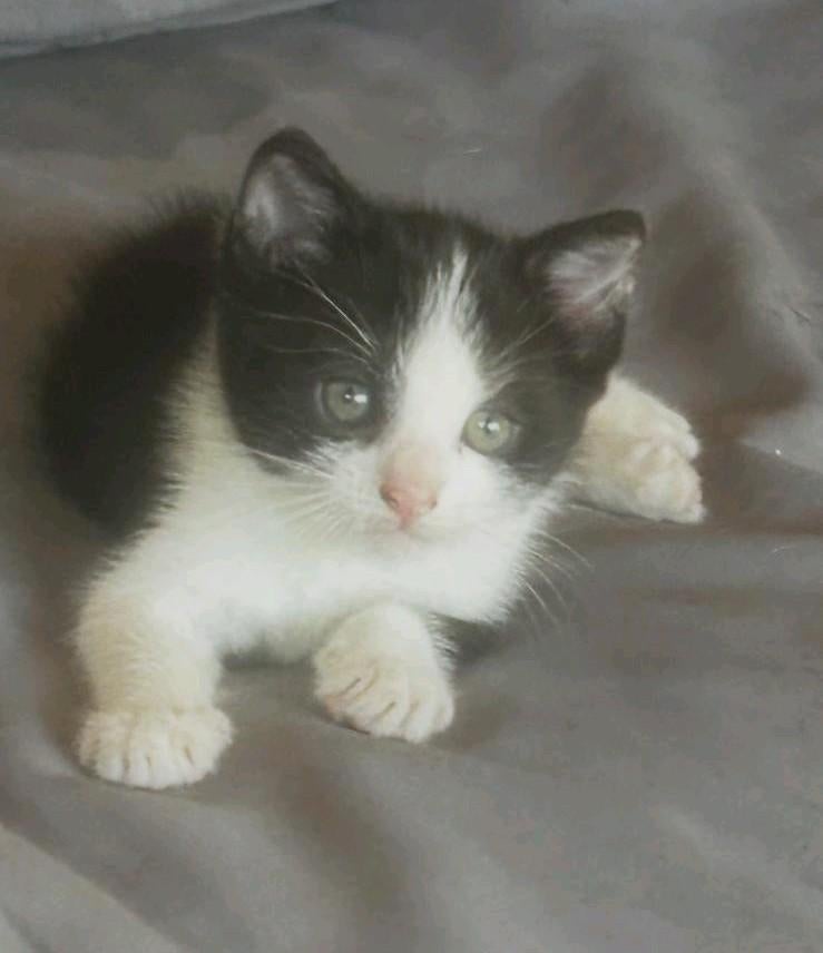 Schattig katertje kruising Britse korthaar zoekt warm thuis, Dieren en Toebehoren, Katten en Kittens | Raskatten | Korthaar, Meerdere dieren