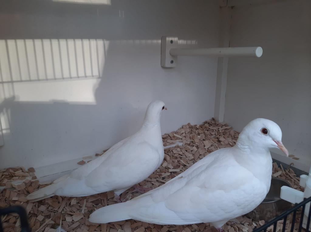 Lachduiven wit, Meerdere dieren, Overige soorten