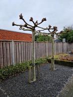 Dakplataan 2 st. - stamomtrek 40 cm, Ophalen, Volle zon, Dakboom, 250 tot 400 cm