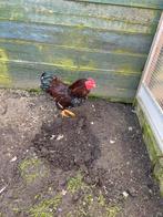 Wyandotte kriel, Mannelijk, Kip