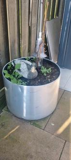 Druiven plant inclusief luxe plantbak, Tuin en Terras, Planten | Fruitbomen, Ophalen of Verzenden, Minder dan 100 cm