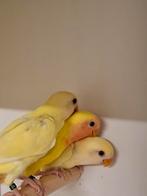 Mooie argapornis  roseicollis, Dieren en Toebehoren, Meerdere dieren, Dwergpapegaai of Agapornis, Geringd