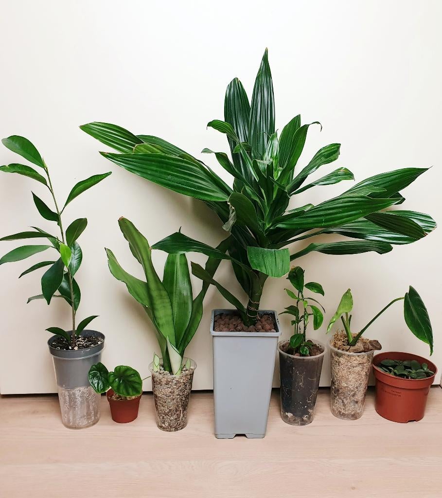 Heel leuk plantjes set, palm, alocasia, monstera, ficus, Huis en Inrichting, Overige soorten, In pot, Minder dan 100 cm, Groene kamerplant