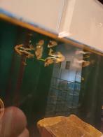 Guppy mix, Huizen en Kamers