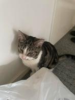 Schattige kitten | europese korthaar, Poes, Ontwormd