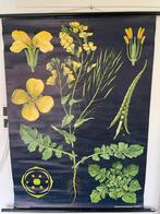 Schoolplaat Koolzaad - Jung Koch Quentell, Antiek en Kunst, Antiek | Schoolplaten, Ophalen of Verzenden, Natuur en Biologie